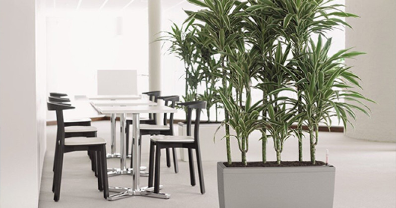 In-Office Greenery Care Service