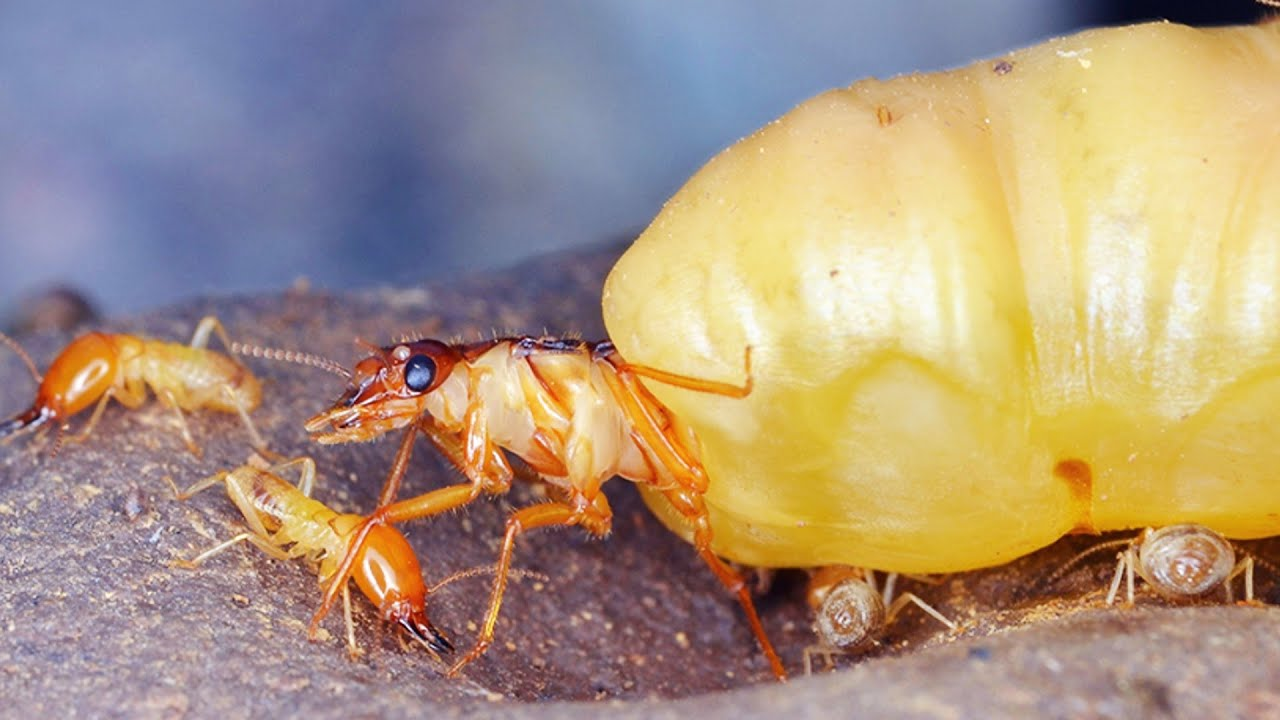 Safe and Effective Termite Treatments