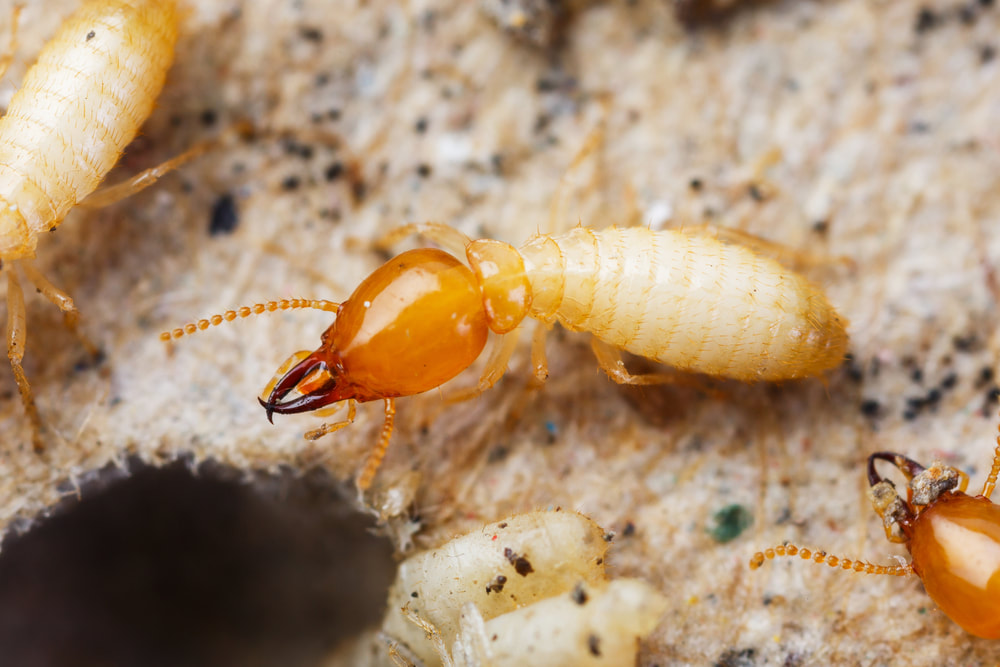 Safe and Effective Termite Treatments